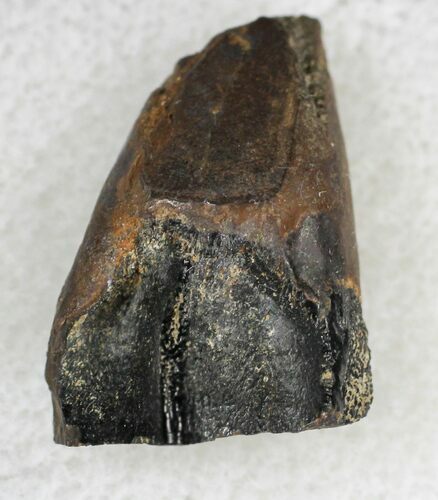 Triceratops Shed Tooth - Montana #21413